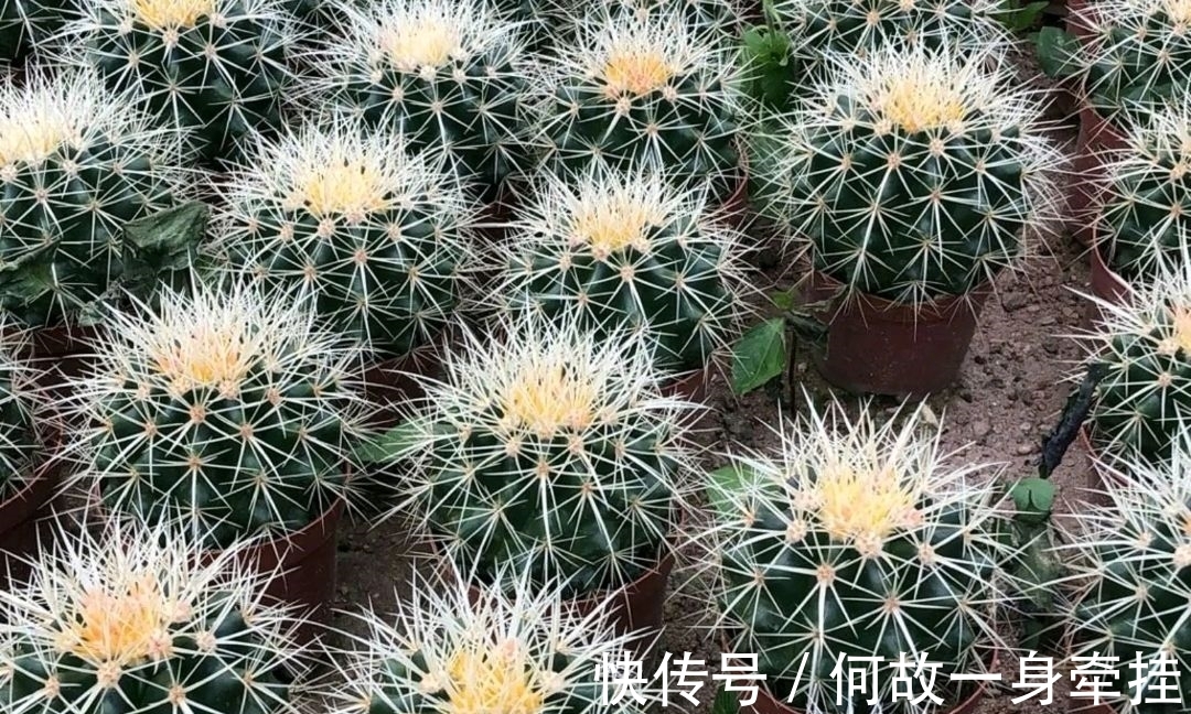 6种漂亮花“不吉利”，讲究人一般不养，但是太漂亮，看着就喜欢