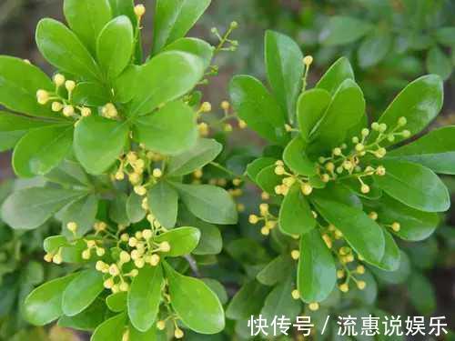 植物|家里养这些植物,有害气体一天天减少,家人更健康了