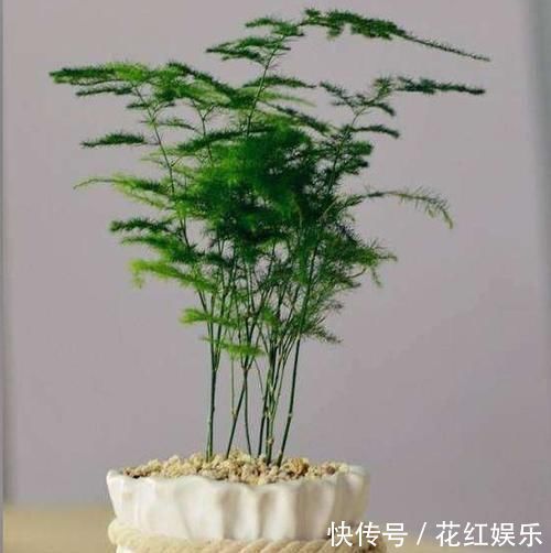 磷长花|想要文竹长的旺，最好施什么肥？知道一点施肥再也不犯难！