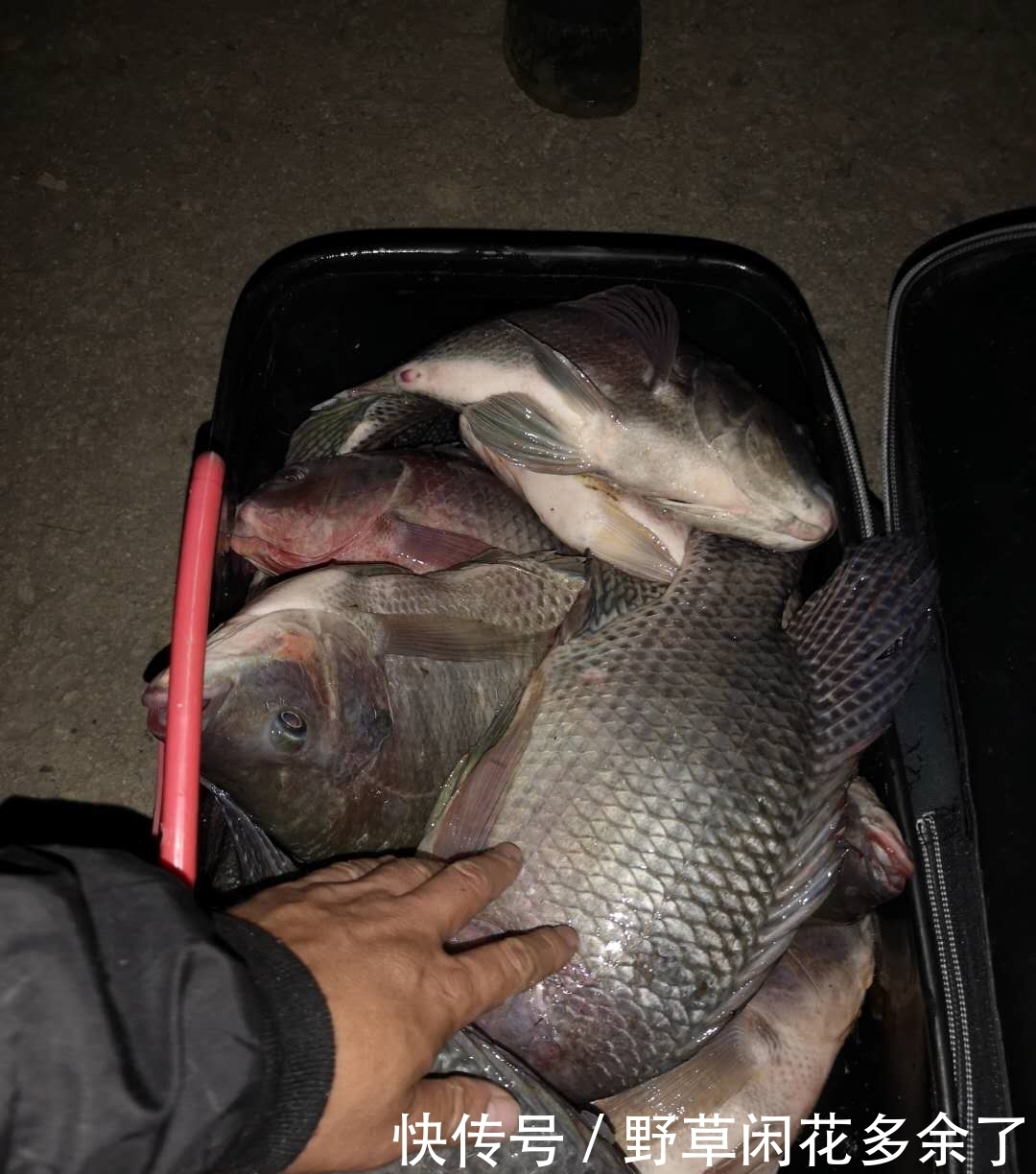 几款野钓良心窝料推荐,便宜好用诱鱼快,十数次爆护记录担保