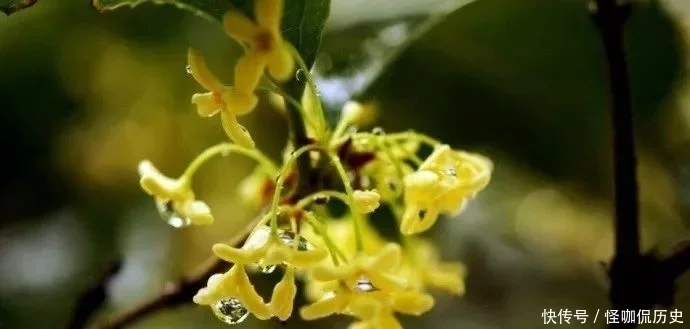 十大名花惊艳千年---阳光笙箫支剑笙博客