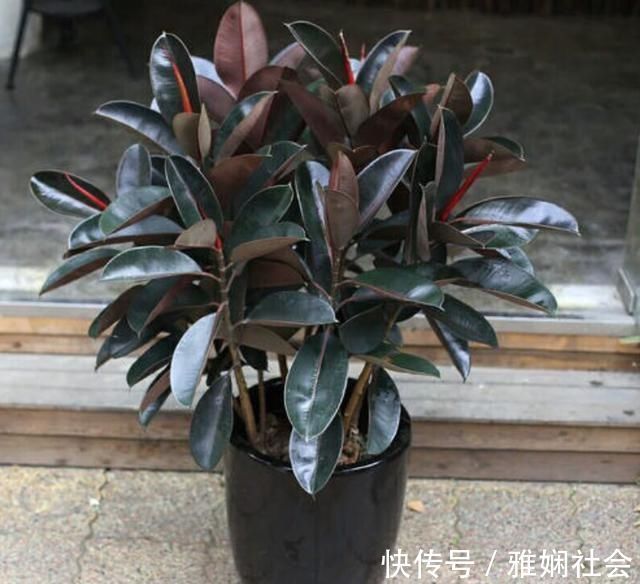 最不耐寒的“三种花”，天冷赶紧搬进屋，小心冻黄又冻伤