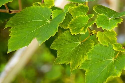 延缓衰老|超市最常见的3种食物，美容养颜，延缓衰老，越吃越年轻！