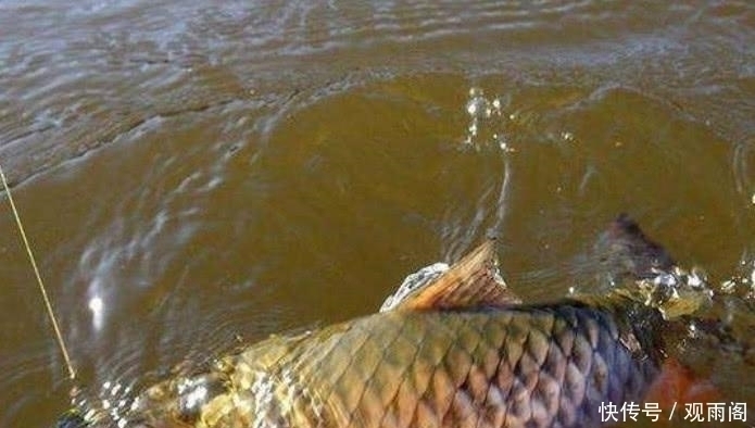 图片来源于|它常让人错认成草鱼,比草鱼更珍贵,在市场上1斤卖到上百元