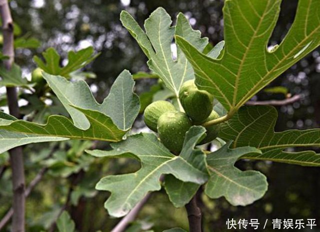 鄉(xiāng)間趣事山上一“野樹”,果子當(dāng)零食,葉子當(dāng)藥草,全身都是寶