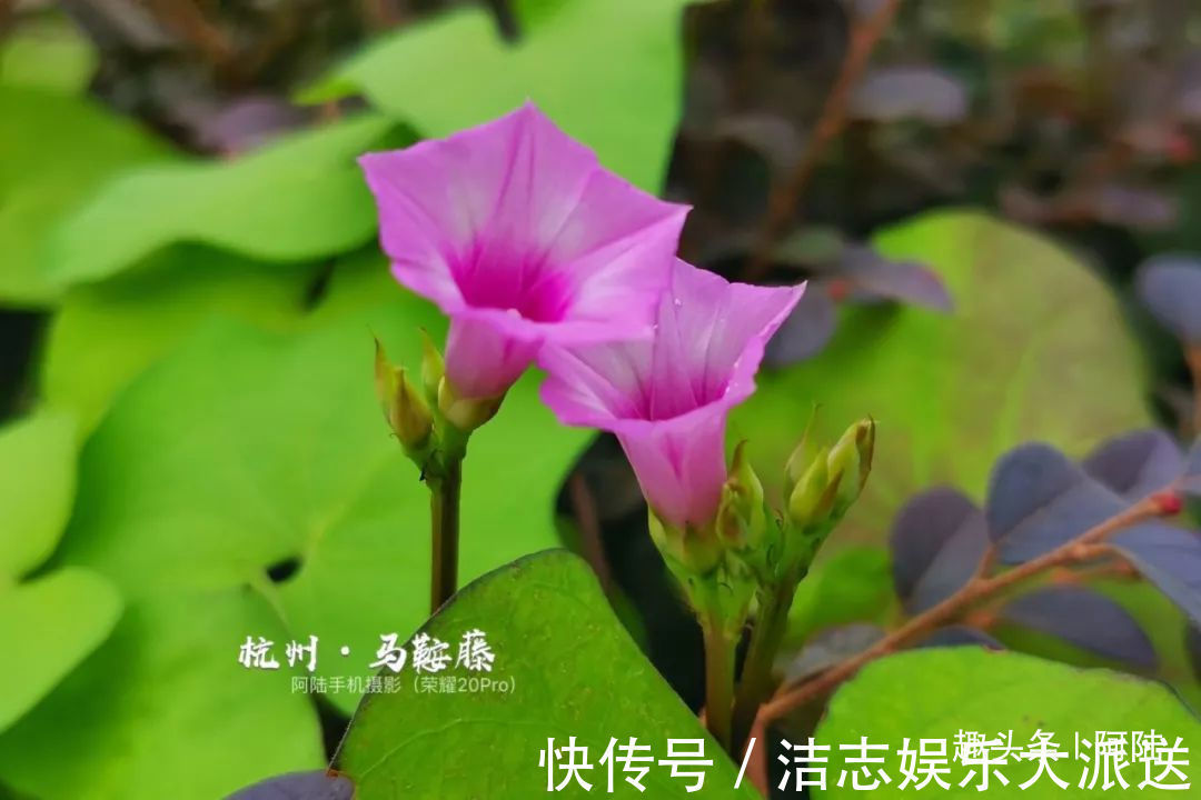 夏秋季|杭州小区里这种喇叭花,其实是“海滨花后”,可以解海蜇刺伤的毒