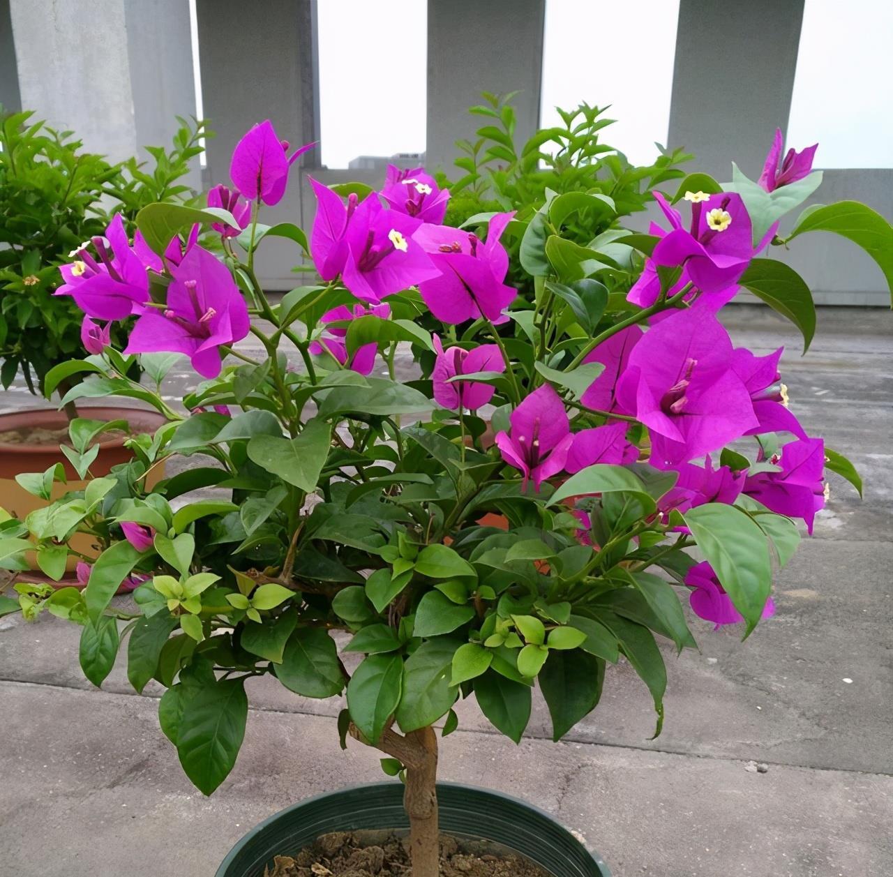 耐寒的4种三角梅，漂亮又勤花，严寒天气也不怕，花朵呼呼开爆盆