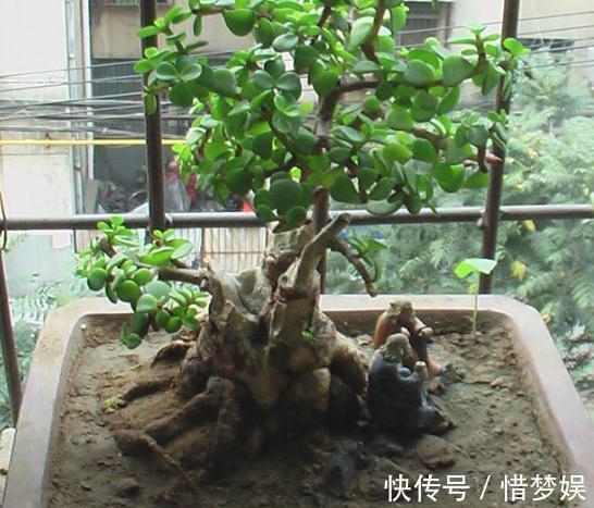 超哥|不会养花就养“3种树”，光一照就能长，养成老桩，价值翻10