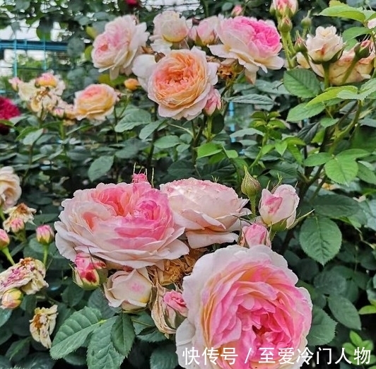 月季红蜘蛛爆发期,这套防治攻略请收好