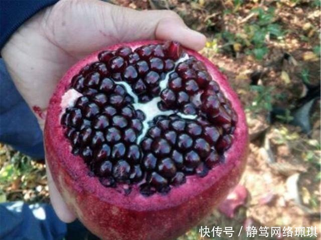  到底|秦始皇陵内到底有多少水银？看了山顶的石榴树，你就能明白了