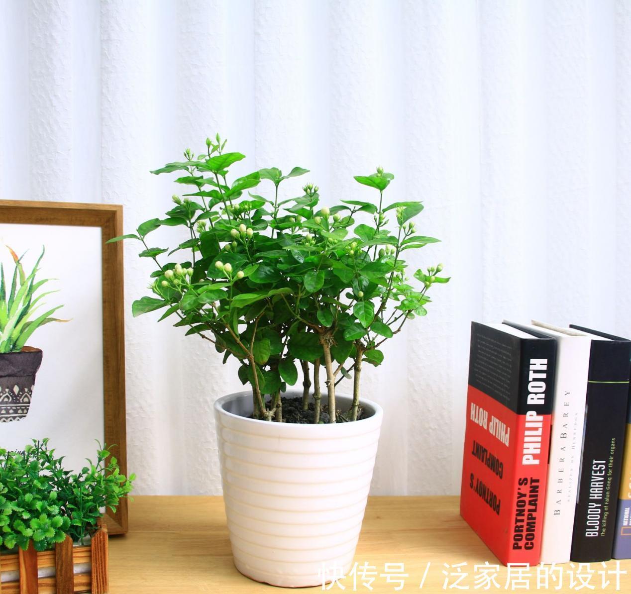 土壤|养花没有养分来源?学会这方法,一些树皮就能轻松搞定问题