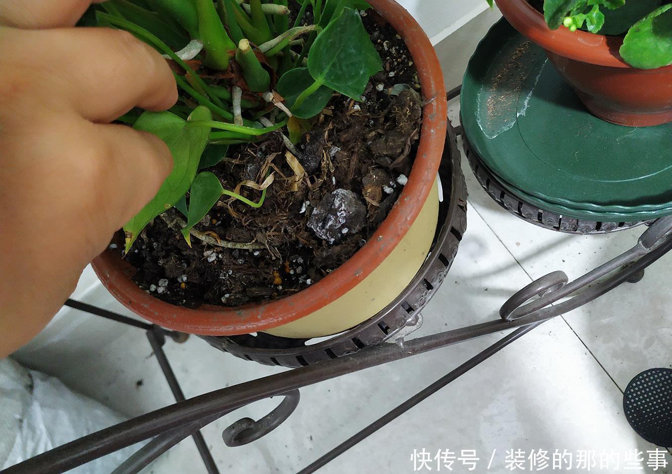红掌这样养,一年四季开不停,花开巴掌大,叶子油亮像打蜡!