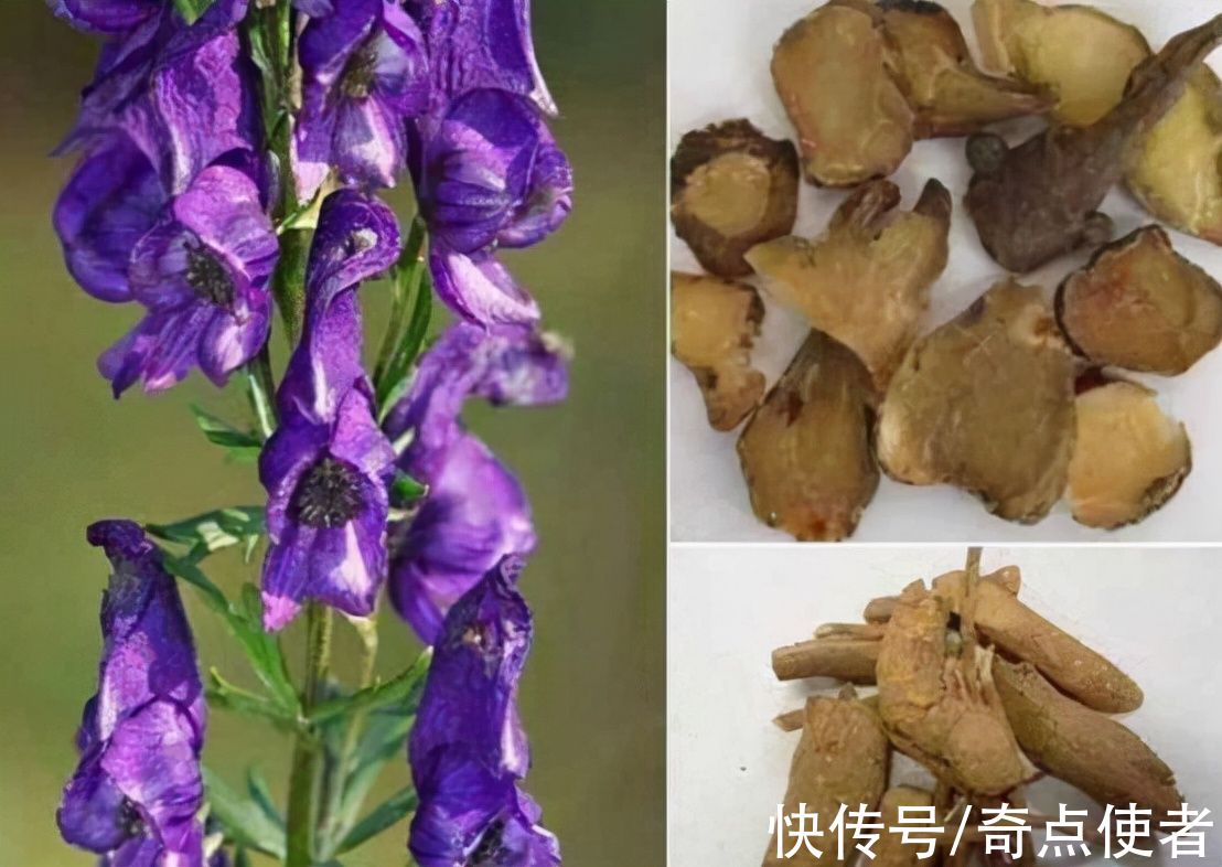 钩吻|植物界的“河豚”！多人因吃这种“芋头”中毒，农村里很常见