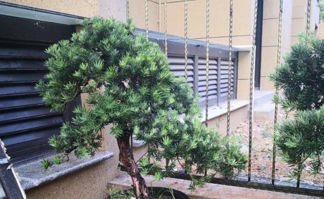 有价值、名贵的“2种树”，养1年变成“盆景树”，冬季也耐寒！