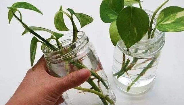 扦插|冬季扦插这4样花卉植物,成活率更高,来年开春就芽满枝