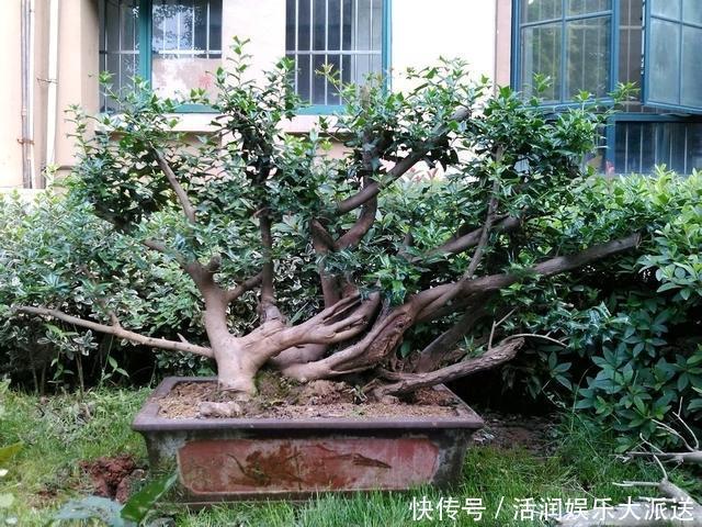 大动作|家养一盆枸骨盆景,叶片青翠风景好,从年头赏到年尾!
