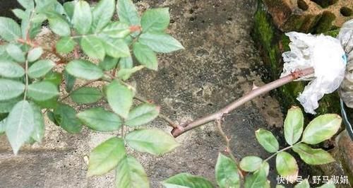 黄叶|想要酸性土养花该怎么弄兑点它们，喜酸植物不再黄叶掉花苞