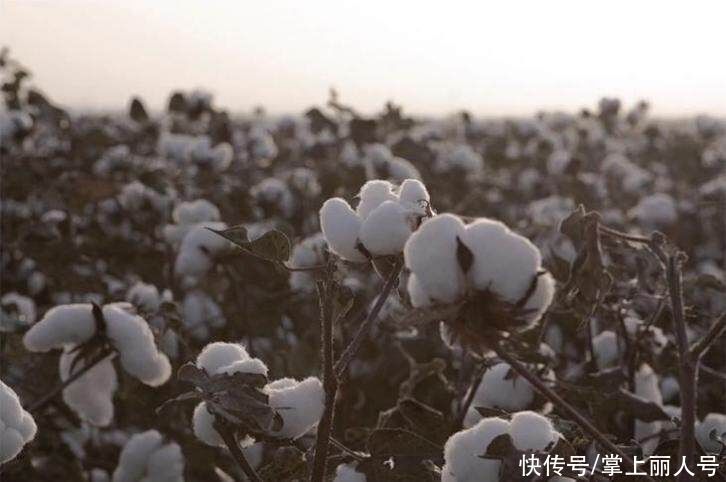 品牌|PYE派亮相《中餐厅》，用工匠精神打造令人骄傲的中国衬衫