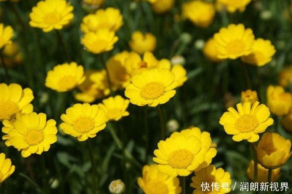 菊花|丢掉绿萝!养盆它,花开120天,好养易活似菊花,能耐零下5度低温