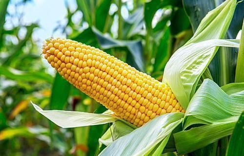 玉米|爱吃玉米的注意,玉米好处多,但此2类人不能吃,后悔现在才知道