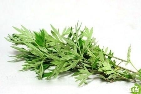 作用|艾叶切碎后用来煮水,还有如此作用,可惜知道的人不多