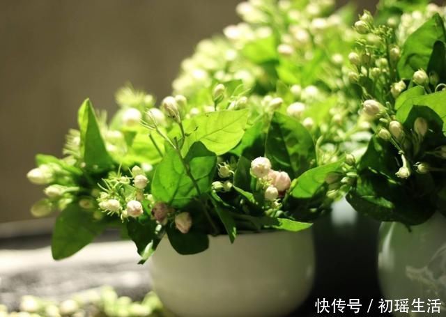 枝子|要让茉莉花枝子旺花苞多,需用2个方法,新枝新叶多花苞满枝