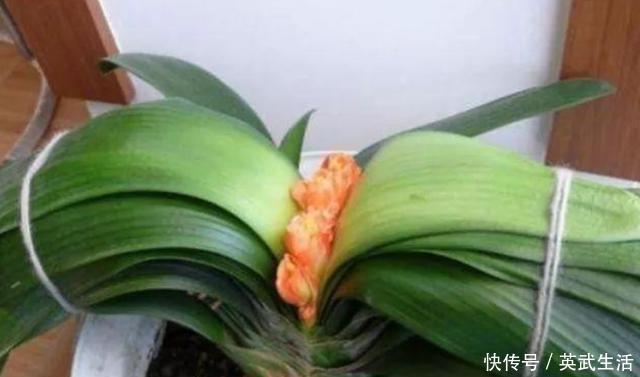 君子兰“夹箭”怎么办？按照“3步”走，花杆冒出来，开花才叫美