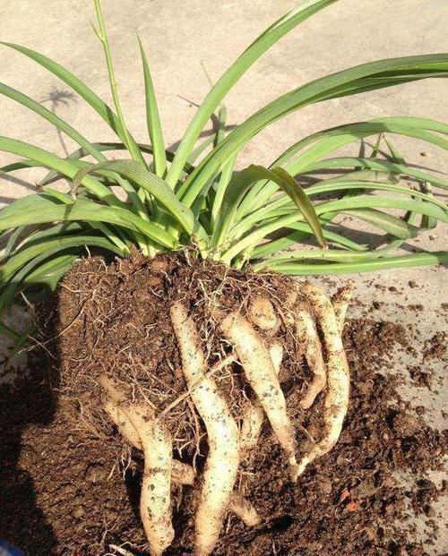 养君子兰、吊兰，就要自制营养土！叶子油绿开花快