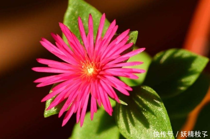 紫红色|此花紫红色的花色妖艳美丽,即可观花也可观叶,象征着独特的魅力