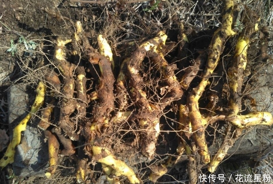 果实|果实像山药,过去常当害草除掉,殊不知是价值珍贵的“穿山龙”
