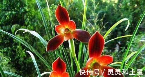 种兰花|此兰是“国兰第一红”,正格荷瓣,顶级红素,是无法超越的经典!