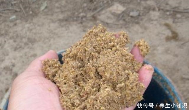 钓鲢鳙用饵的精髓，怪不得鲢鳙接二连三的上钩