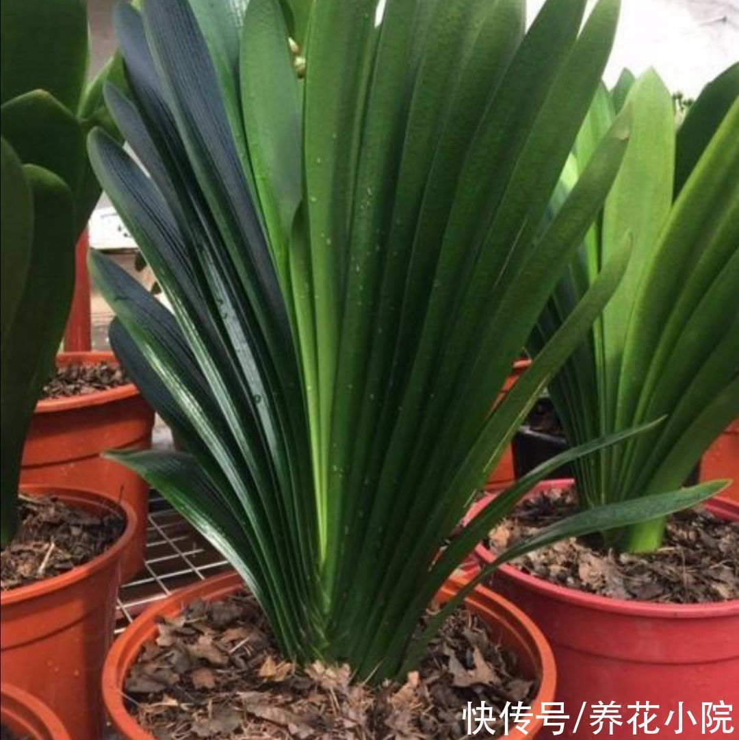 干松针采集后,怎样处理才能用来养花?教你松针土制作方法