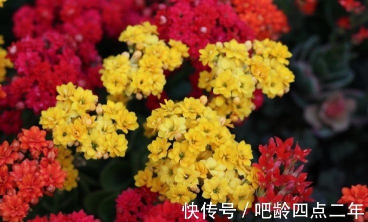 土表|长寿花出现3个“症状”,赶紧拿起剪刀,因为修剪才能“保命”