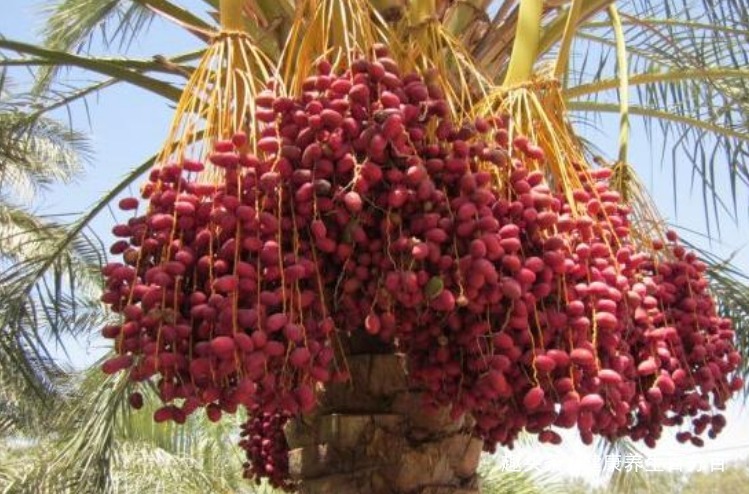 可溶性纤维|入冬后，每天当零食吃几颗，便秘好了，气血足了，肝越来越干净