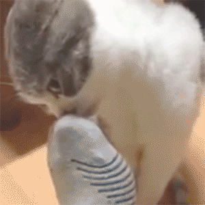 |搞笑动图:我要跟电视里的猫一起玩,跑哪去了呢?