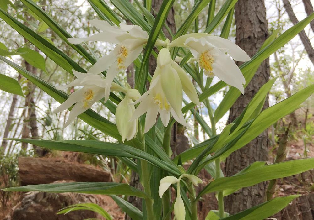 兰花|兰花喜欢“三垃圾”,土里埋一点,不烂根猛窜芽,爆出一圈大花苞