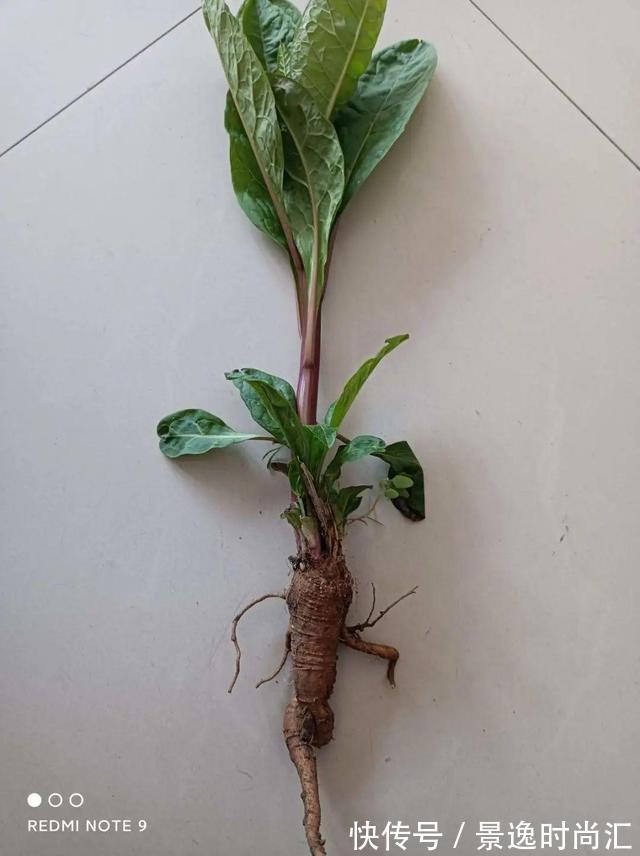 乌头|门口的果子像“龙葵”,赶紧要拔掉、千万别吃,会中毒