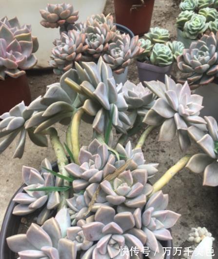 肥厚|推荐2种经典的普货多肉,叶片肥厚易爆崽,长成漂亮悬崖桩