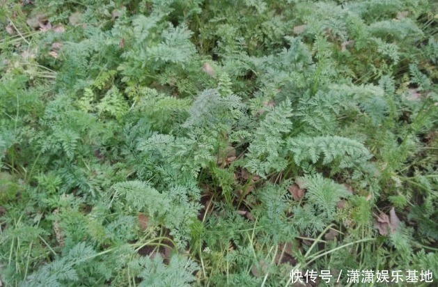 蔬菜|8种“高钙”蔬菜,菠菜不算啥,第一名钙是牛奶3倍,见到别错过!