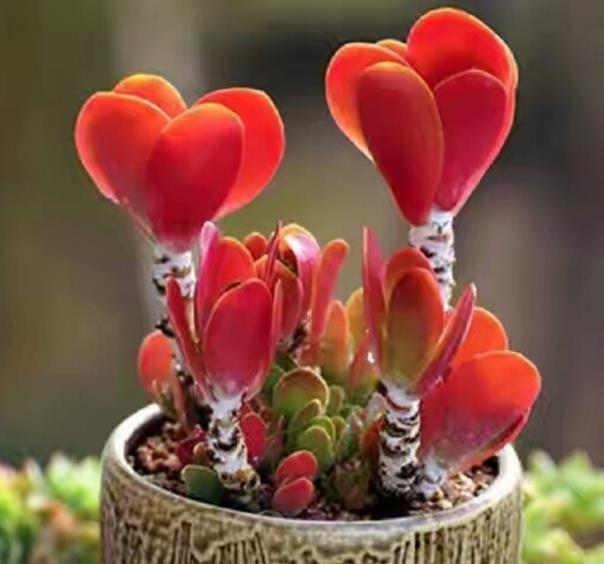 10月养多肉唐印，了解掌握5个要点，叶片红艳似蒲扇，美极了