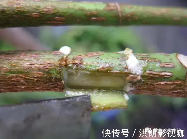 成活率|1个塑料袋1条绳，盆栽1盆变2盆，成活率百分百！