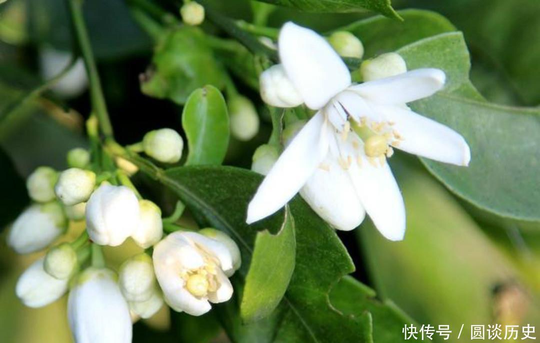 小雨|杨万里把生活中的小事写成诗,一首经典的七绝《小雨》,美得惊艳