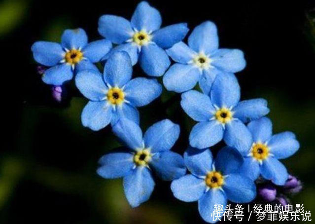 此花小巧醒目美丽 给人一种可爱而难忘的感觉 代表忠诚不变的心 快资讯 此花小巧醒目美丽 给人一种可爱而难忘的感觉 代表忠诚不变的心 快资讯
