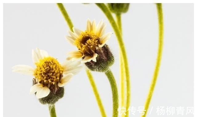 幸福|12月桃花运旺，爱情来，注定幸福，一生相随的星座