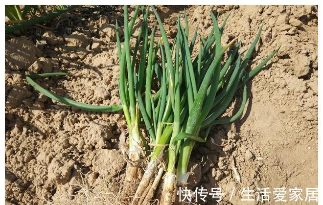 小白|葱油拌面怎么做才好吃?把握好料汁比例,小白也能做出美味的拌面