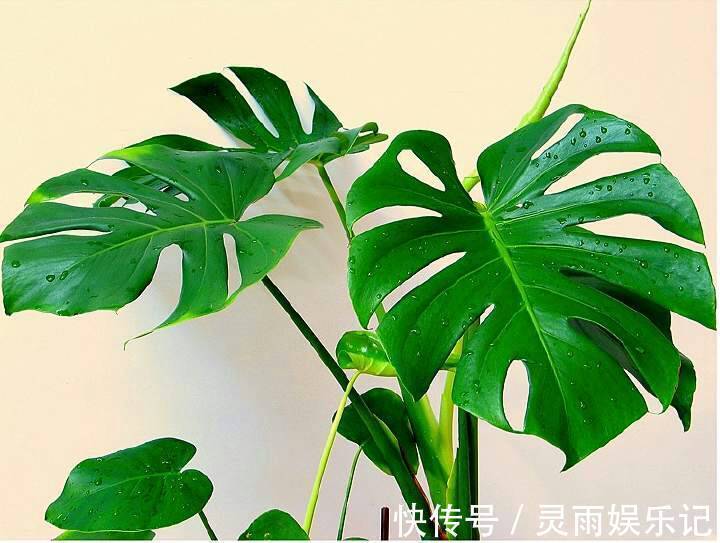 仙人掌|5种植物养在家中，不仅净化空气还能促进睡眠呢