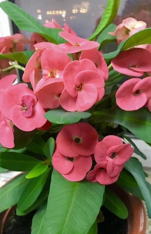 花开不断的虎刺梅什么时候扦插容易成活，虎刺梅养殖需要注意什么？