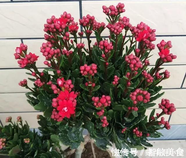 客厅里养这6种植物,好养活、好打理、寿命很长、寓意还特别好