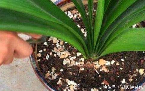 根系|你丢掉的鸡蛋壳,我用来养花,直接碾碎就能用,根系又粗又壮!